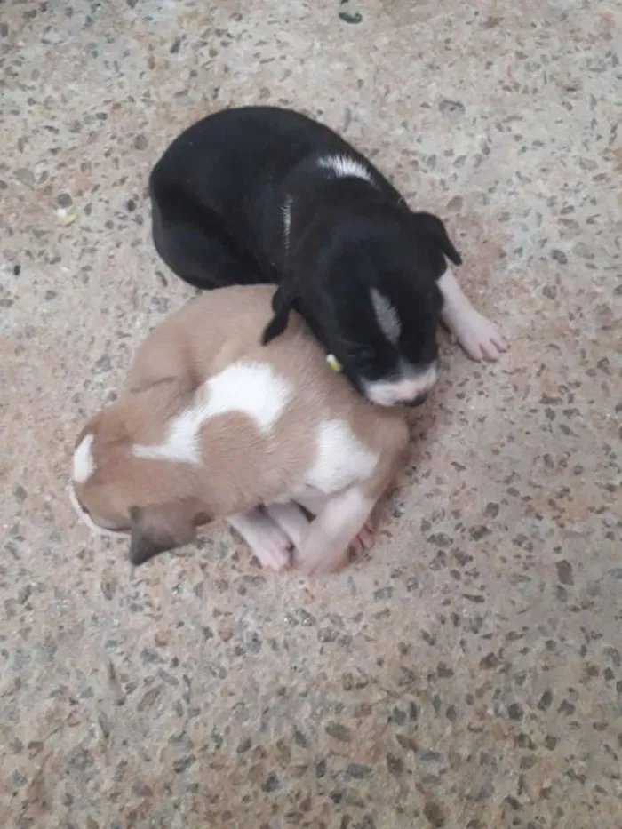 Cachorro raça Vira-lata idade Abaixo de 2 meses nome Sem nome 