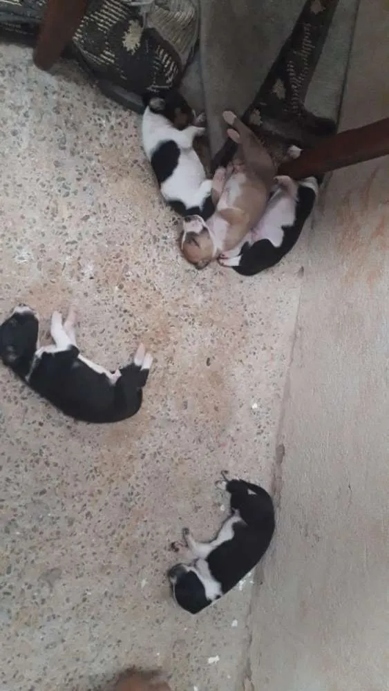 Cachorro raça Vira-lata idade Abaixo de 2 meses nome Sem nome 