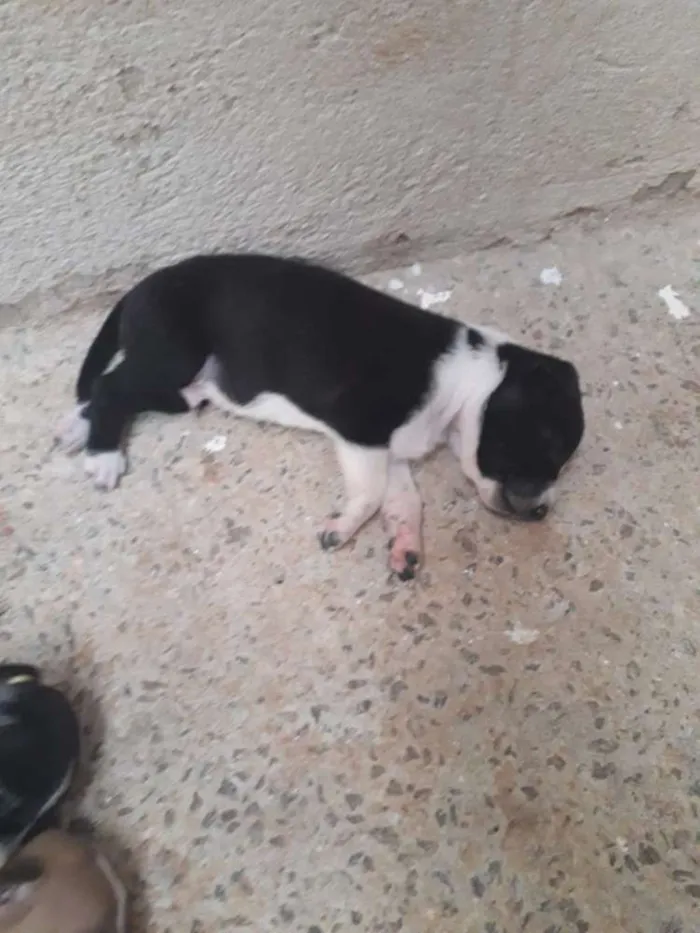 Cachorro raça Vira-lata idade Abaixo de 2 meses nome Sem nome 