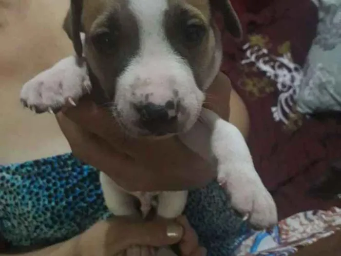 Cachorro raça Vira-lata idade Abaixo de 2 meses nome Sem nome 