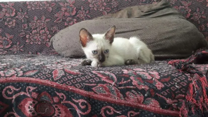 Gato raça Siamês idade Abaixo de 2 meses nome Gatinhos
