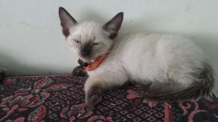 Gato raça Siamês idade Abaixo de 2 meses nome Gatinhos
