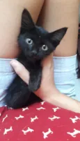 Gato raça SRD idade Abaixo de 2 meses nome Café