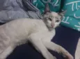 Boris