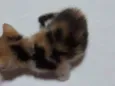 Gatinha filhote