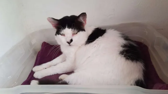 Gato raça SRD idade 2 anos nome Valente