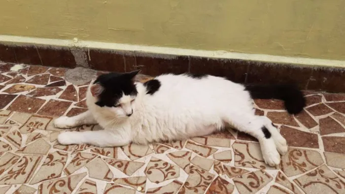 Gato raça SRD idade 2 anos nome Valente