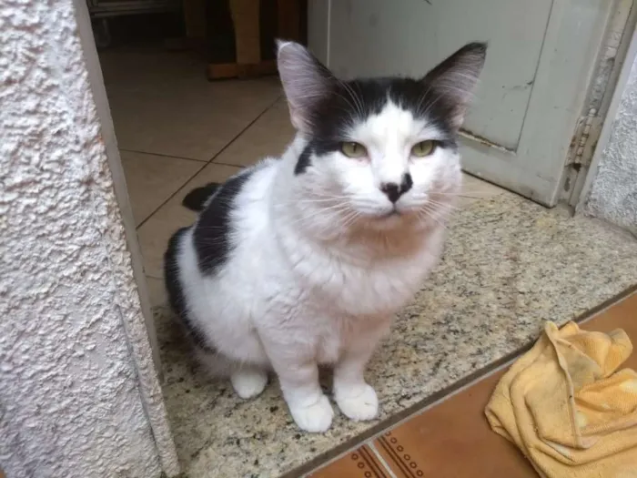 Gato raça SRD idade 2 anos nome Valente