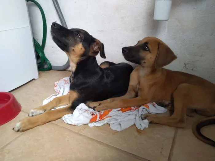 Cachorro raça S/R idade 2 a 6 meses nome Airon / Sumô