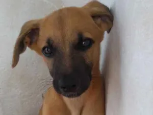 Cachorro raça S/R idade 2 a 6 meses nome Airon / Sumô