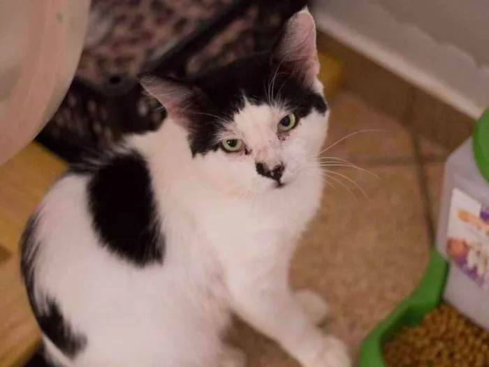 Gato raça SRD idade 2 anos nome Valente