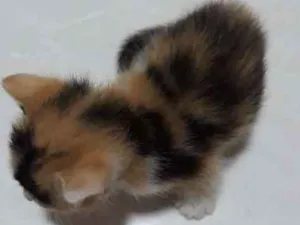 Gato raça Sem raça  idade Abaixo de 2 meses nome Gatinha filhote 