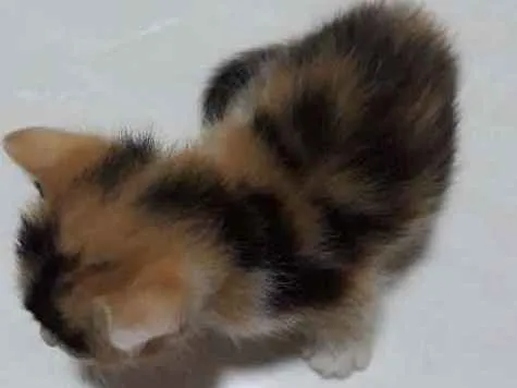 Gato ra a Sem raça  idade Abaixo de 2 meses nome Gatinha filhote 