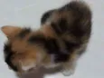 Gatinha filhote