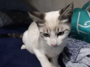 Gato raça S/D idade 2 a 6 meses nome Boris