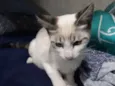Boris