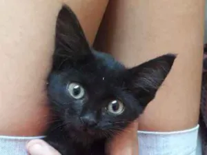 Gato raça SRD idade Abaixo de 2 meses nome Café