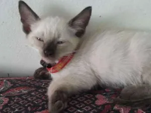 Gato raça Siamês idade Abaixo de 2 meses nome Gatinhos