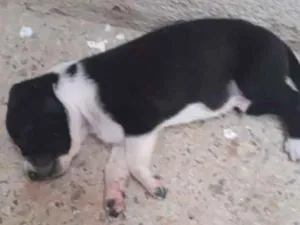 Cachorro raça Vira-lata idade Abaixo de 2 meses nome Sem nome 