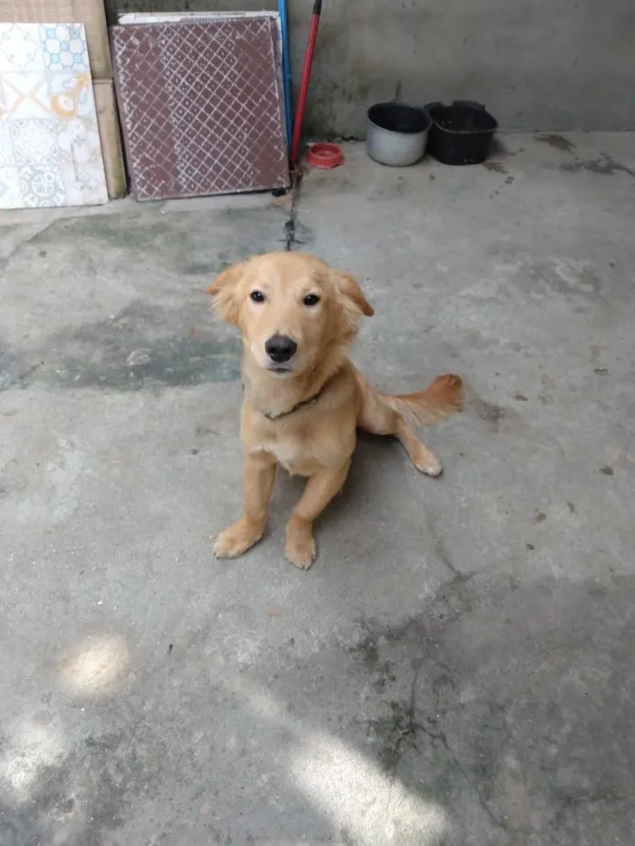 Cachorro ra a Não definida  idade 7 a 11 meses nome Fredi 