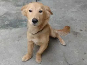 Cachorro raça Não definida  idade 7 a 11 meses nome Fredi 