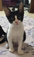 Teo