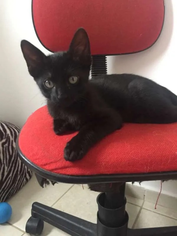 Gato ra a SRD idade 2 a 6 meses nome Vitor
