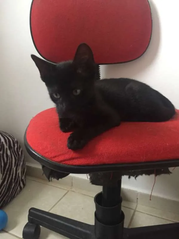 Gato ra a SRD idade 2 a 6 meses nome Vitor