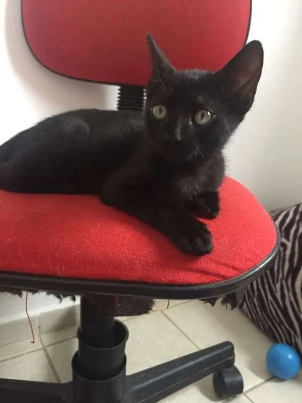 Gato ra a SRD idade 2 a 6 meses nome Vitor