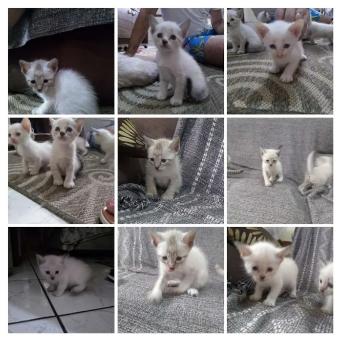 Gato ra a  idade Abaixo de 2 meses nome Sem nome