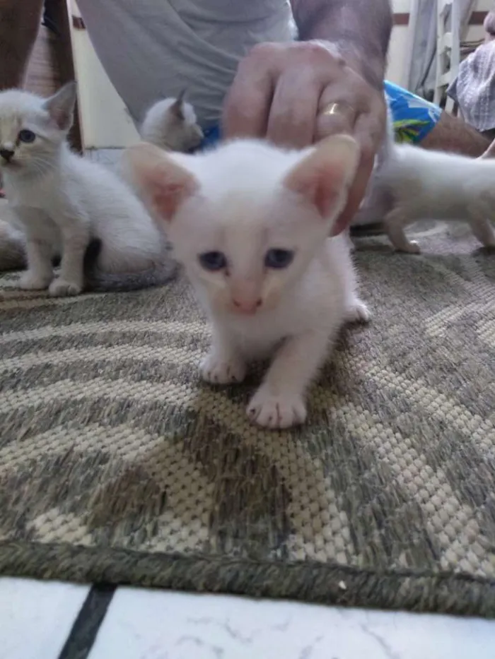 Gato ra a  idade Abaixo de 2 meses nome Sem nome