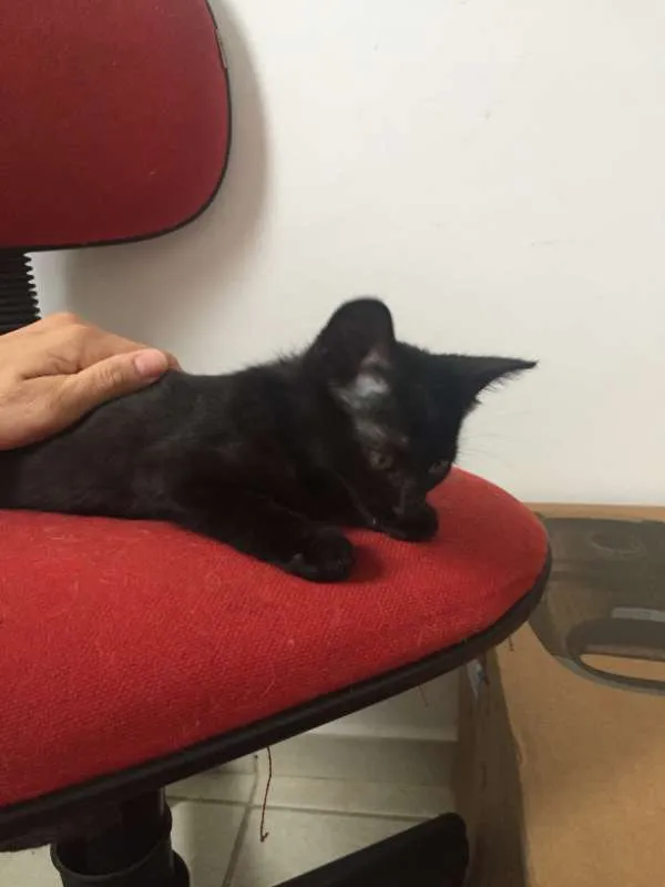 Gato raça SRD idade 2 a 6 meses nome Isa