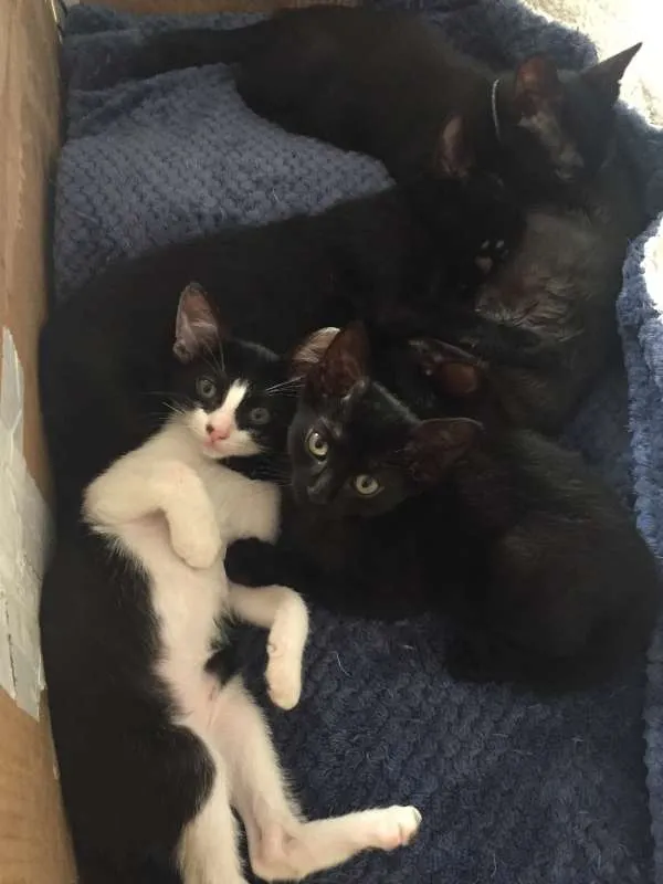 Gato raça SRD idade 2 a 6 meses nome Isa