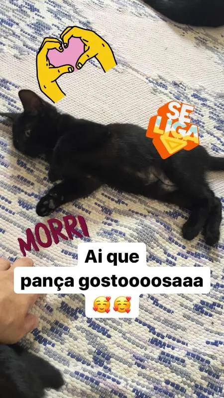 Gato raça SRD idade 2 a 6 meses nome Isa