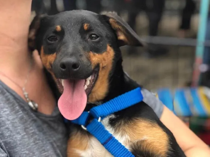 Cachorro raça SRD idade 7 a 11 meses nome Pudim