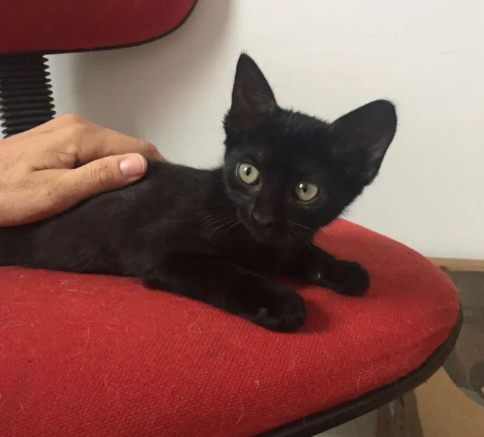 Gato ra a SRD idade 2 a 6 meses nome Isa