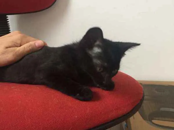 Gato ra a SRD idade 2 a 6 meses nome Isa