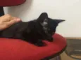 Isa