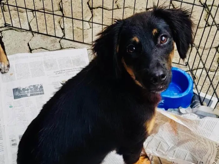 Cachorro raça SRD idade 7 a 11 meses nome Otto