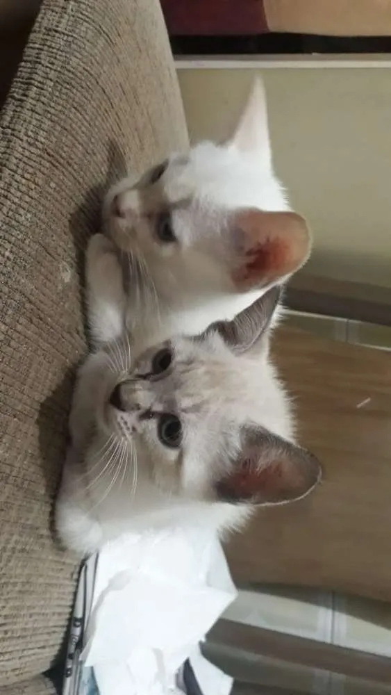 Gato ra a  idade Abaixo de 2 meses nome Sem nome