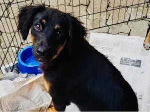 Cachorro raça SRD idade 7 a 11 meses nome Otto