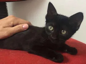 Gato raça SRD idade 2 a 6 meses nome Isa