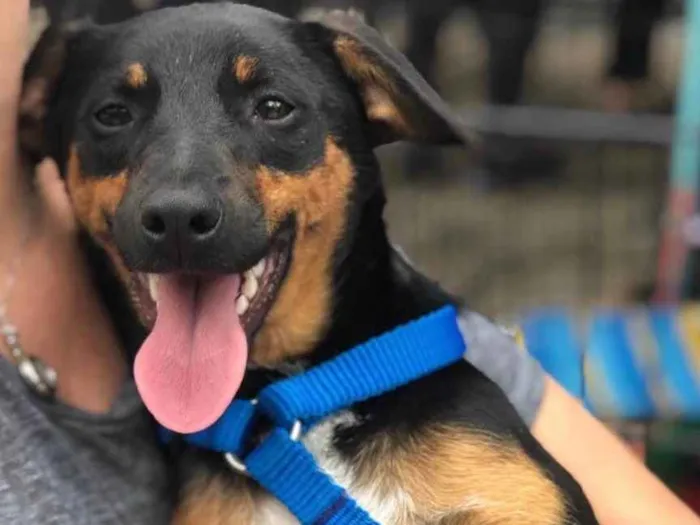 Cachorro raça SRD idade 7 a 11 meses nome Pudim