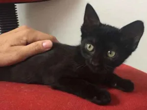 Gato raça SRD idade 2 a 6 meses nome Isa