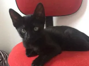 Gato raça SRD idade 2 a 6 meses nome Vitor