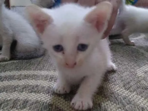 Gato ra a  idade Abaixo de 2 meses nome Sem nome