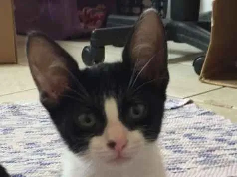 Gato ra a SRD idade 2 a 6 meses nome Teo