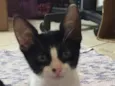 Teo