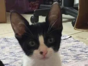 Gato raça SRD idade 2 a 6 meses nome Teo