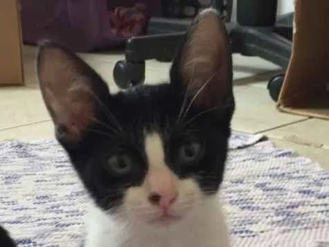 Gato ra a SRD idade 2 a 6 meses nome Teo